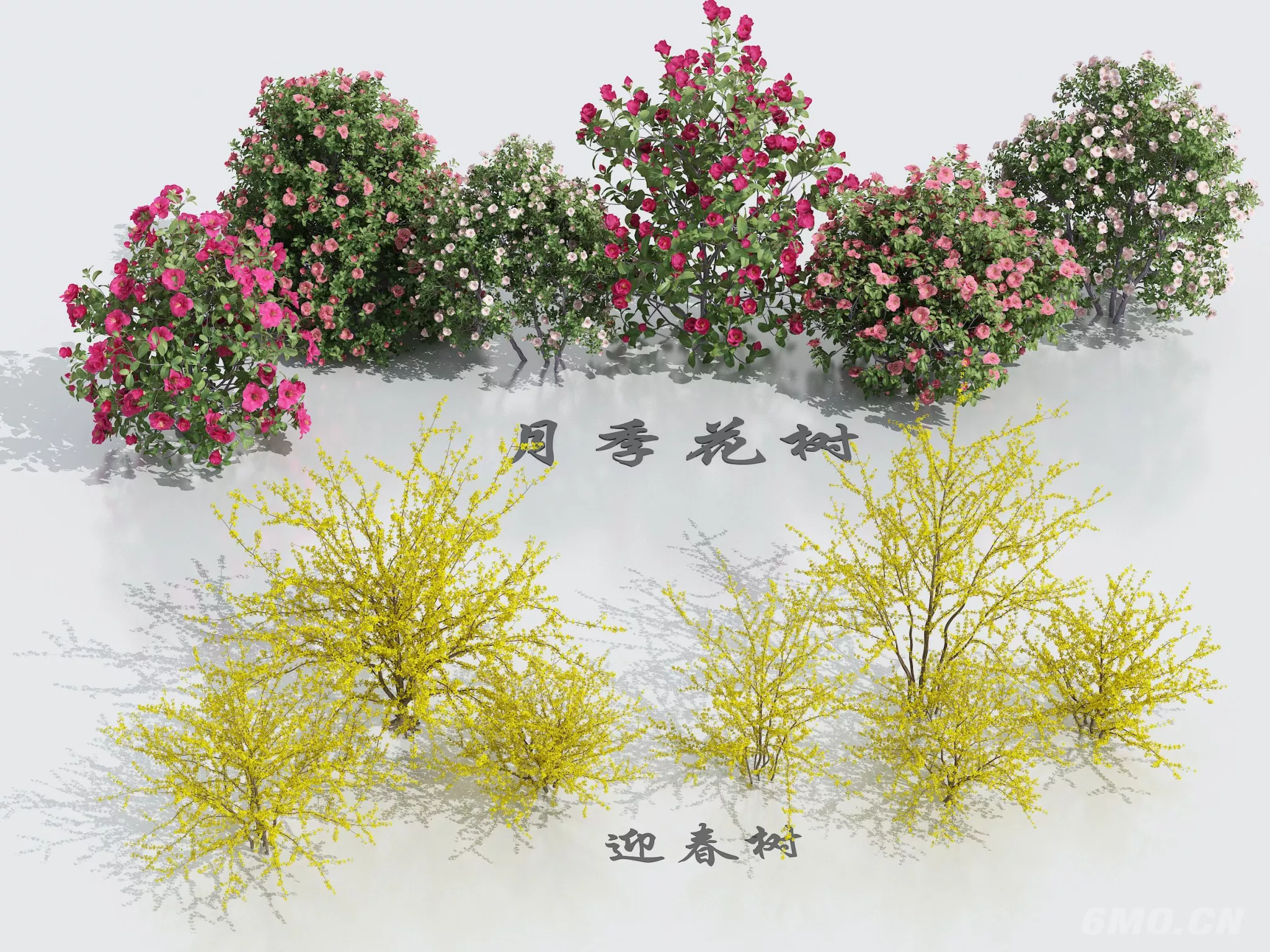 CHINESE TREE - SKETCHUP 3D MODEL - ENSCAPE - 274379