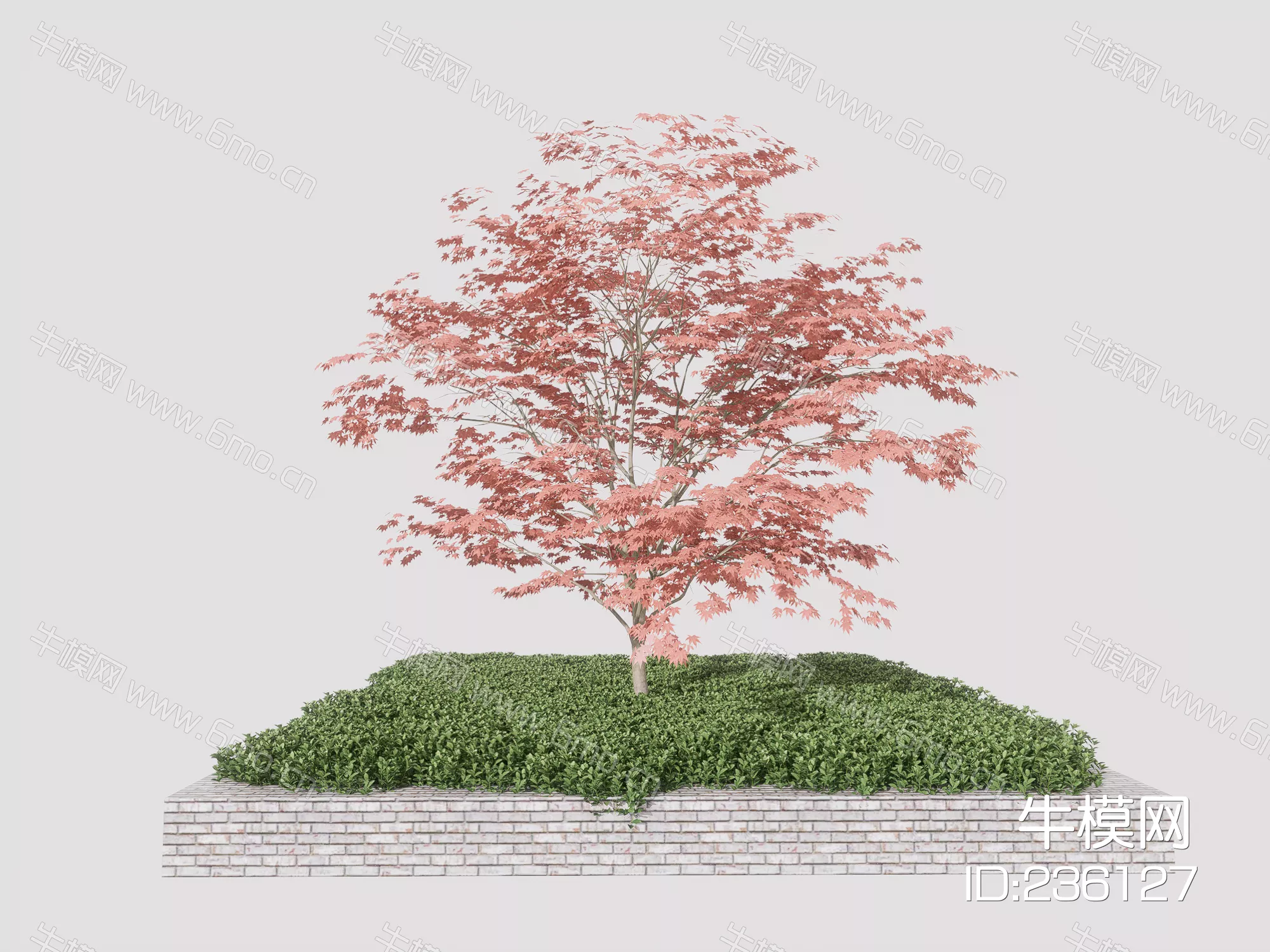 JAPANESE TREE - SKETCHUP 3D MODEL - ENSCAPE - 236127