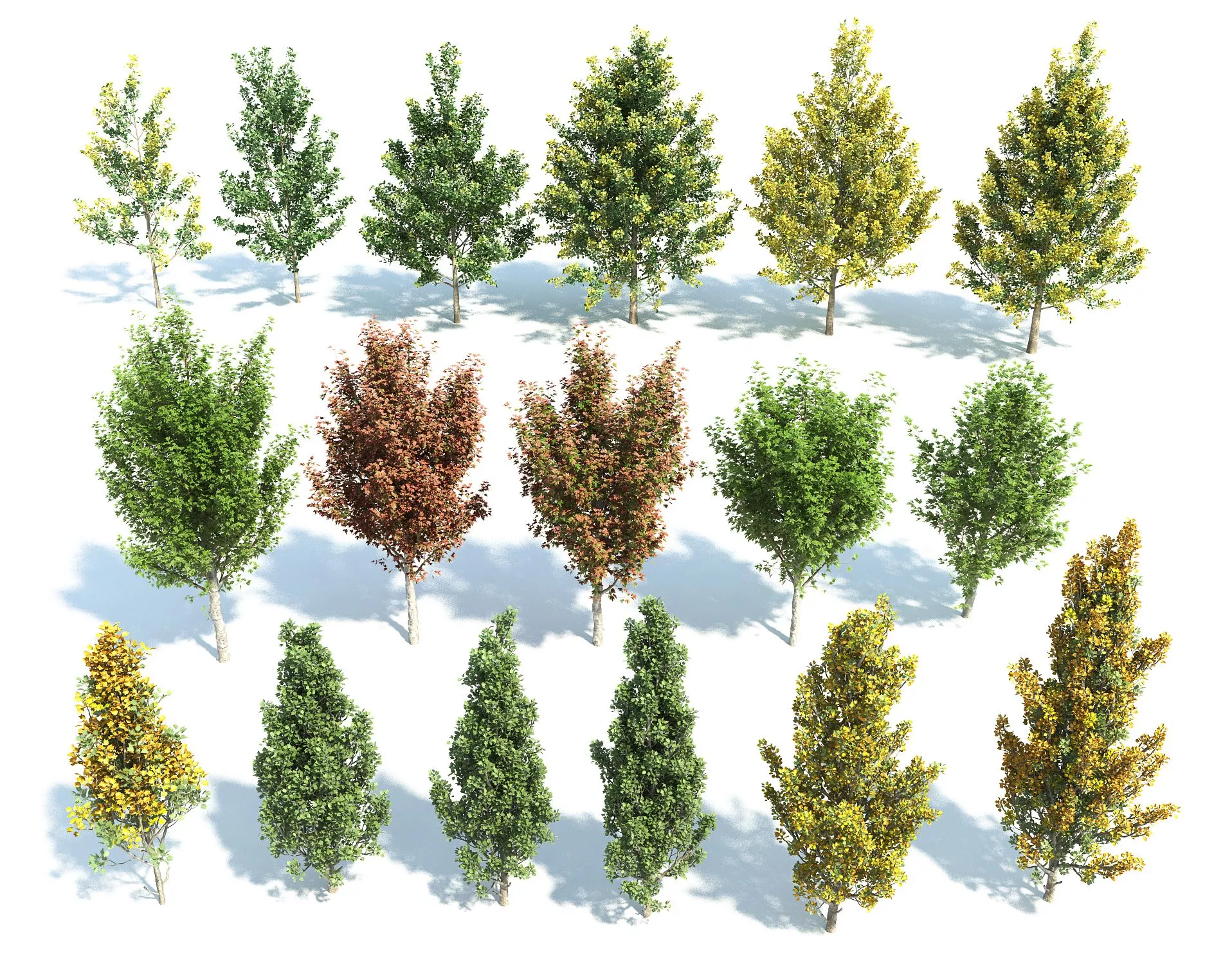 MODERN TREE - SKETCHUP 3D MODEL - ENSCAPE - 259082