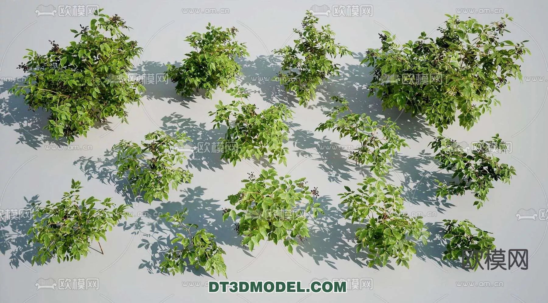 MODERN UNDERSHRUB - SKETCHUP 3D MODEL - VRAY OR ENSCAPE - ID15659