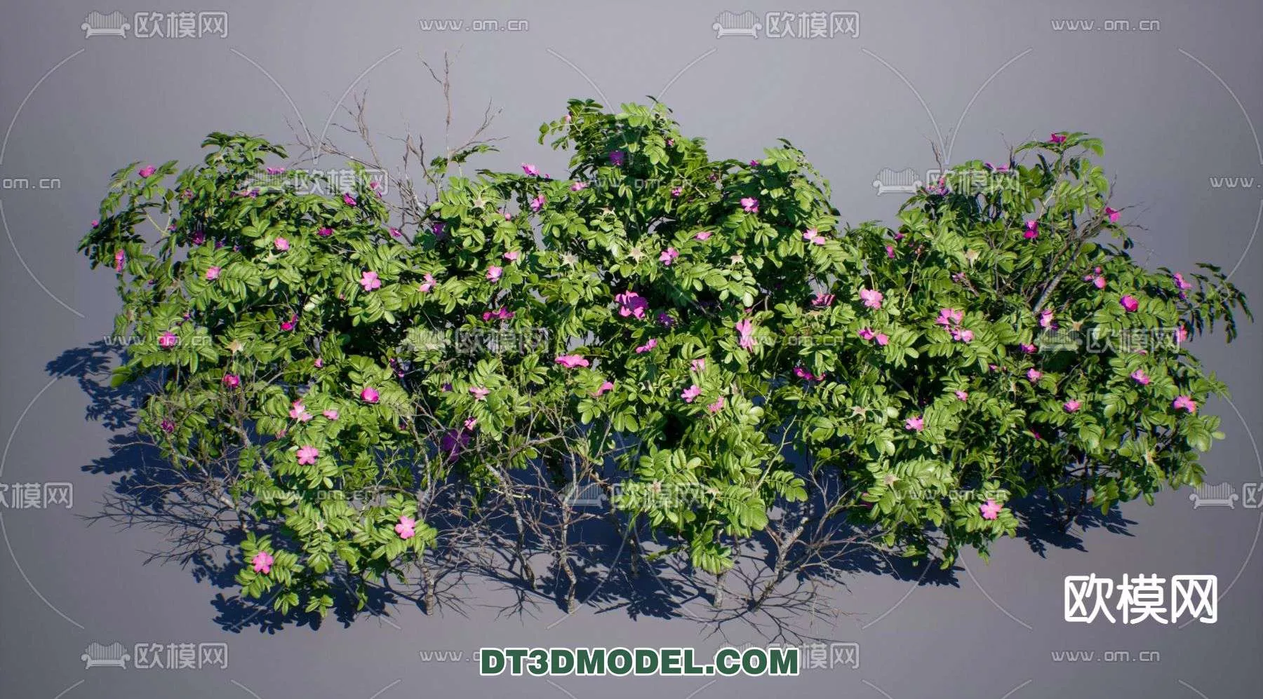 MODERN UNDERSHRUB - SKETCHUP 3D MODEL - VRAY OR ENSCAPE - ID15665